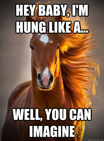 hey baby, I'm hung like a... well, you can imagine  Ridiculously Photogenic Horse