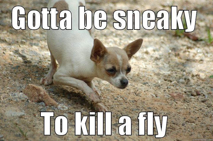 Sneaky Chihuahua - GOTTA BE SNEAKY TO KILL A FLY Misc