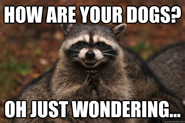 How are your dogs? Oh just wondering...   Evil Plotting Raccoon