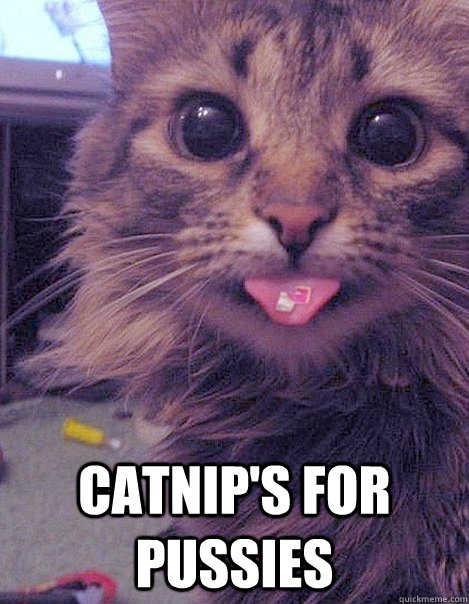  Catnip's for pussies -  Catnip's for pussies  LSD Cat