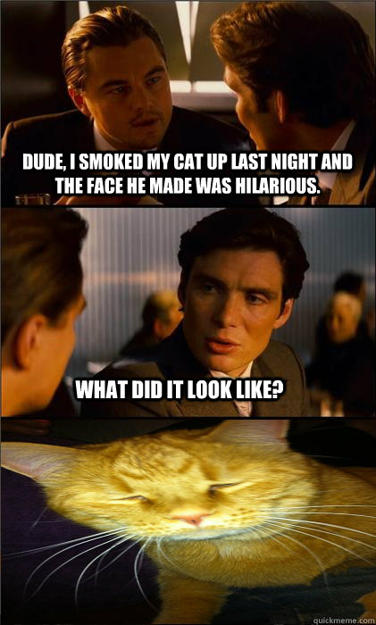 Dude, I smoked my cat up last night and the face he made was hilarious. What did it look like? - Dude, I smoked my cat up last night and the face he made was hilarious. What did it look like?  Inception Cat