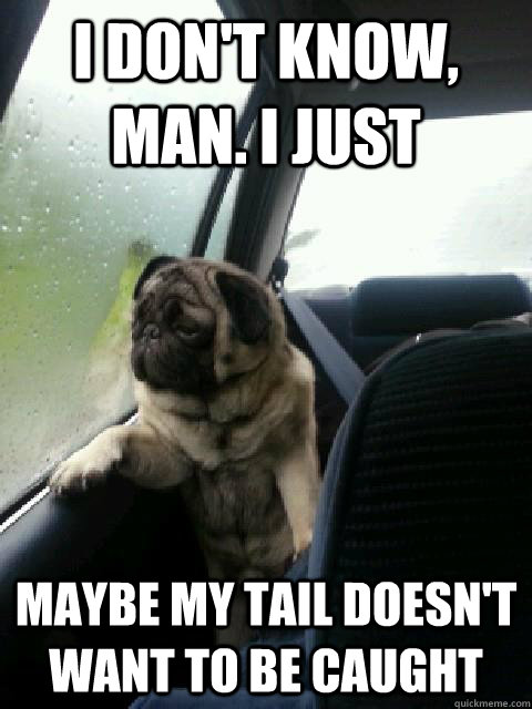 i don't know, man. i just Maybe my tail doesn't want to be caught - i don't know, man. i just Maybe my tail doesn't want to be caught  Introspective Pug