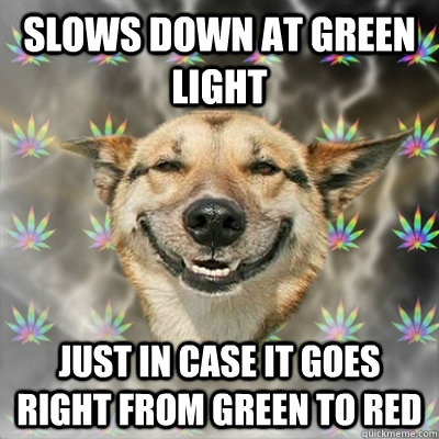 Slows down at green light just in case it goes right from green to red   Stoner Dog