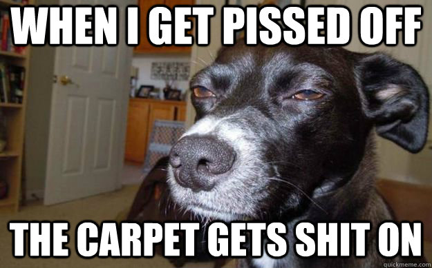 When I get Pissed off The carpet gets shit on  Skeptical Mutt