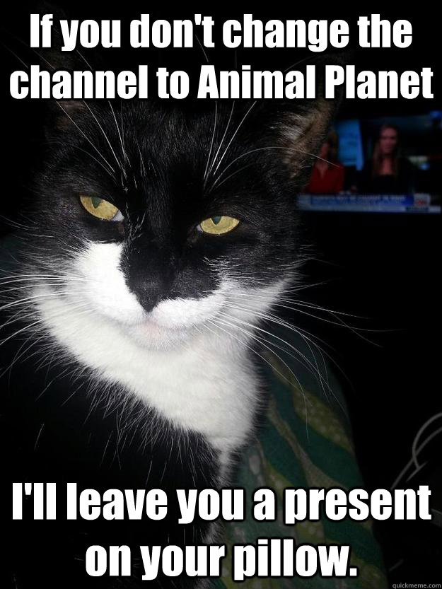 If you don't change the channel to Animal Planet I'll leave you a present on your pillow. - If you don't change the channel to Animal Planet I'll leave you a present on your pillow.  Unimpressed Cat