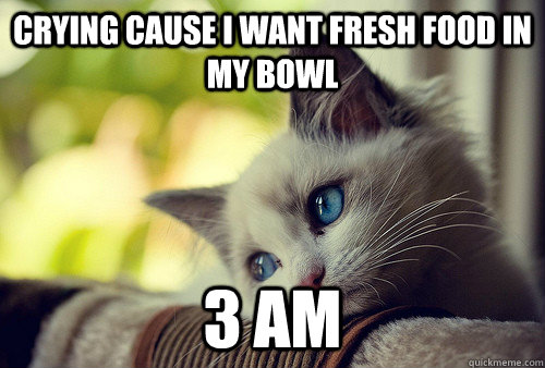 crying cause i want fresh food in my bowl 3 am  First World Problems Cat