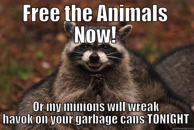 Attention Humans! - FREE THE ANIMALS NOW! OR MY MINIONS WILL WREAK HAVOK ON YOUR GARBAGE CANS TONIGHT Evil Plotting Raccoon