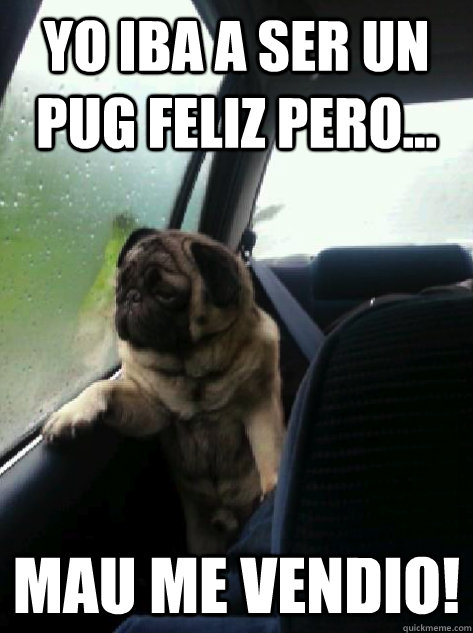 Yo iba a ser un pug feliz pero... Mau me vendio!  Introspective Pug