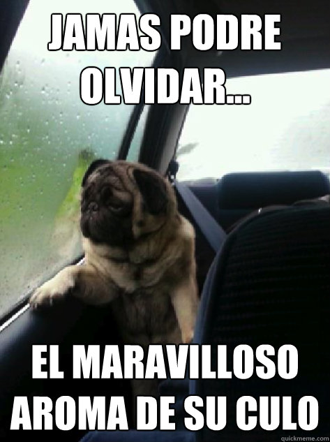 Jamas podre olvidar... El maravilloso aroma de su culo  Introspective Pug