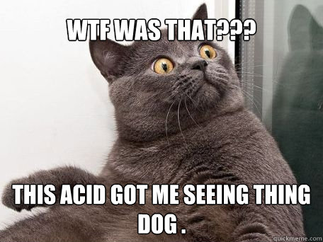 WTF was that??? this acid got me seeing thing dog .  conspiracy cat