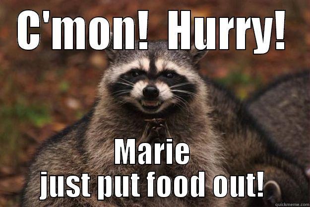 C'MON!  HURRY! MARIE JUST PUT FOOD OUT! Evil Plotting Raccoon