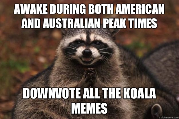 Awake during both American and Australian peak times Downvote all the Koala memes - Awake during both American and Australian peak times Downvote all the Koala memes  Evil Plotting Raccoon