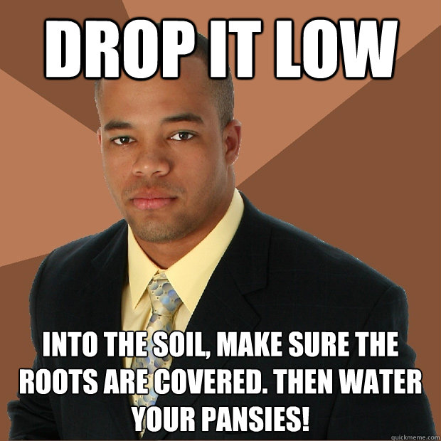 Drop it low into the soil, make sure the roots are covered. Then water your pansies! - Drop it low into the soil, make sure the roots are covered. Then water your pansies!  Successful Black Man