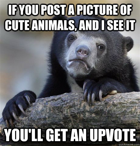 If you post a picture of cute animals, and I see it You'll get an upvote  Confession Bear