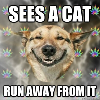 sees a cat run away from it  Stoner Dog