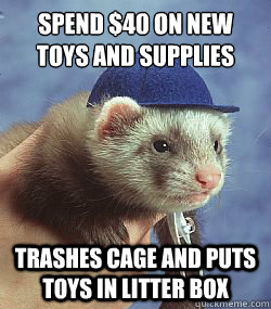 Spend $40 on new toys and supplies trashes cage and puts toys in litter box  Scumbag ferret