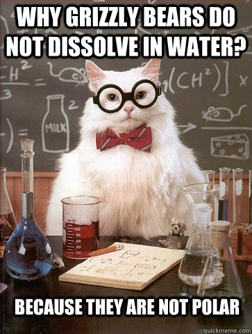 Why grizzly bears do not dissolve in water? Because they are not polar - Why grizzly bears do not dissolve in water? Because they are not polar  Chemistry Cat