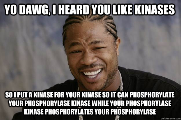 yo dawg, i heard you like kinases so i put a kinase for your kinase so it can phosphorylate your phosphorylase kinase while your phosphorylase kinase phosphorylates your phosphorylase - yo dawg, i heard you like kinases so i put a kinase for your kinase so it can phosphorylate your phosphorylase kinase while your phosphorylase kinase phosphorylates your phosphorylase  Xzibit