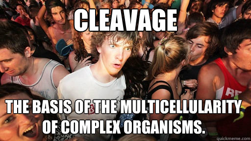 Cleavage the basis of the multicellularity of complex organisms.  Sudden Clarity Clarence