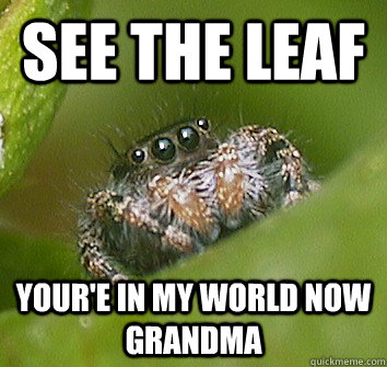 See the leaf your'e in my world now grandma  Misunderstood Spider