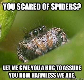 you scared of spiders? let me give you a hug to assure you how harmless we are.  Misunderstood Spider