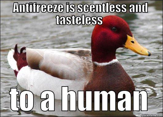 ANTIFREEZE IS SCENTLESS AND TASTELESS  TO A HUMAN Malicious Advice Mallard