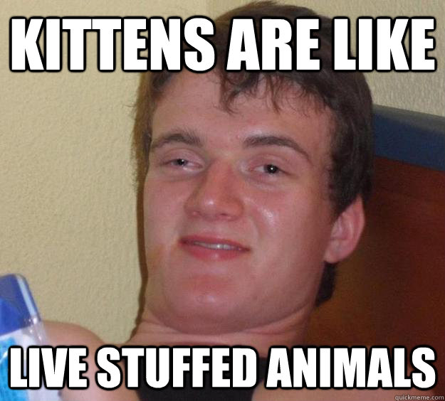 Kittens are like live stuffed animals  10 Guy