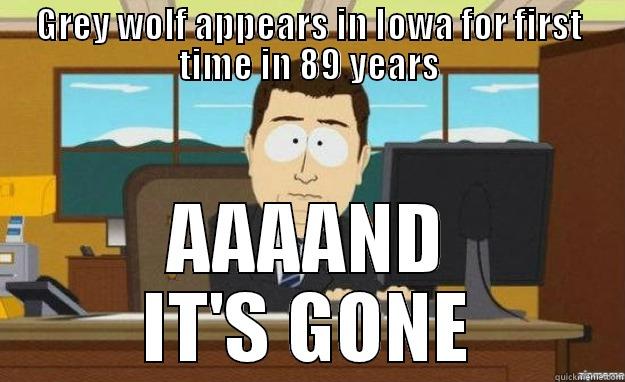 GREY WOLF APPEARS IN IOWA FOR FIRST TIME IN 89 YEARS AAAAND IT'S GONE aaaand its gone