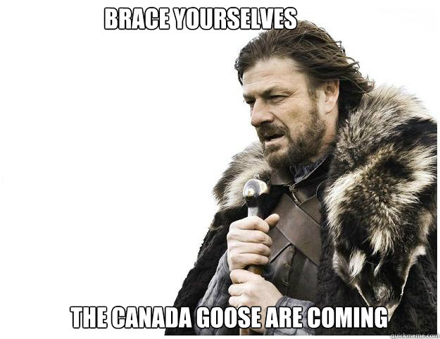 the canada goose are coming brace yourselves  Imminent Ned