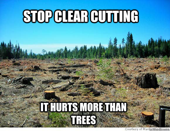 Stop clear cutting it hurts more than trees - Stop clear cutting it hurts more than trees  ghghgghggh