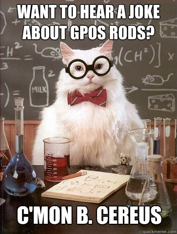 Want to hear a joke about GPos Rods? C'mon B. cereus  Chemistry Cat