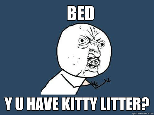 Bed y u have kitty litter? - Bed y u have kitty litter?  Y U No