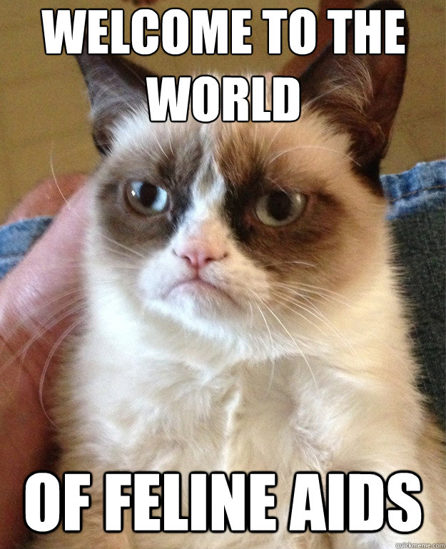 Welcome to the world Of feline aids  Grumpy Cat