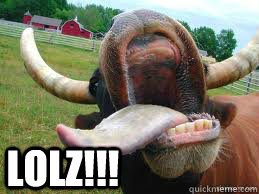 LOLZ!!!  LOL Cow