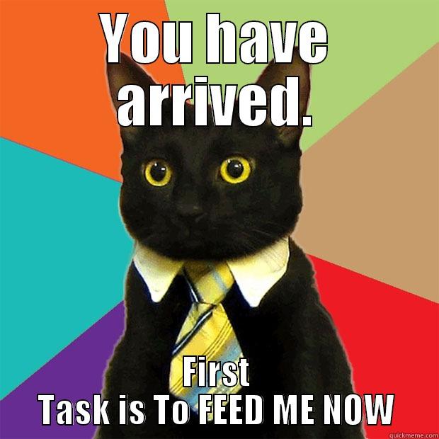 Cat Co.  - YOU HAVE ARRIVED. FIRST TASK IS TO FEED ME NOW Business Cat