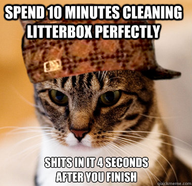 Spend 10 minutes cleaning litterbox perfectly shits in it 4 seconds after you finish - Spend 10 minutes cleaning litterbox perfectly shits in it 4 seconds after you finish  Scumbag Cat