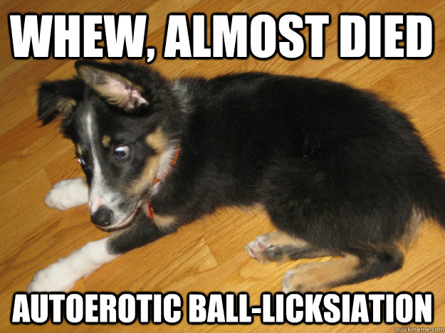 whew, almost died autoerotic ball-licksiation  Scumbag Drug Dog