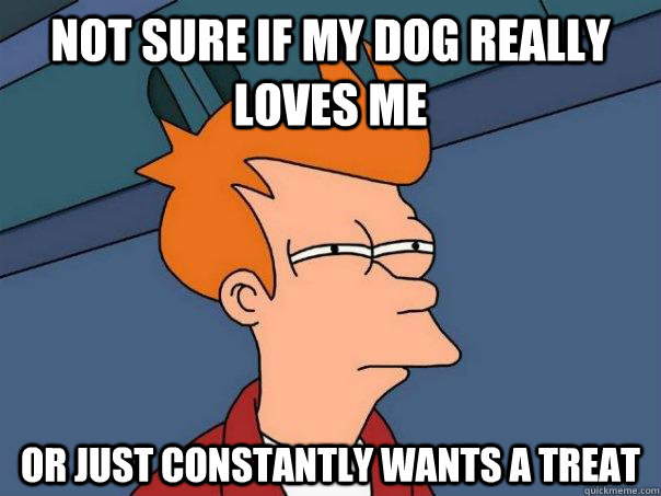 Not sure if my dog really loves me or just constantly wants a treat  Futurama Fry