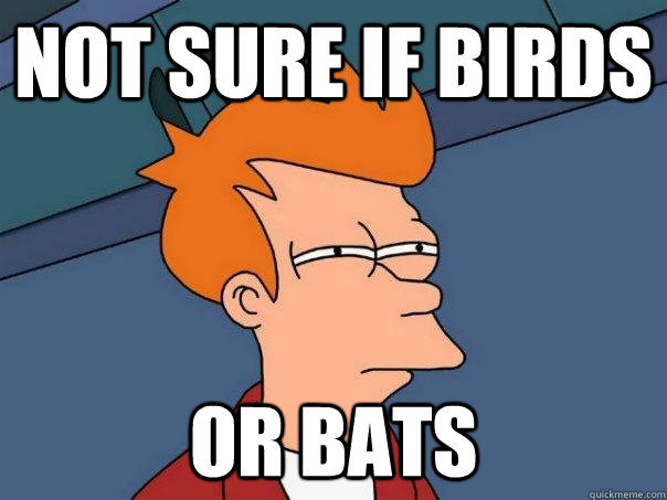 Not sure if birds Or Bats  Futurama Fry