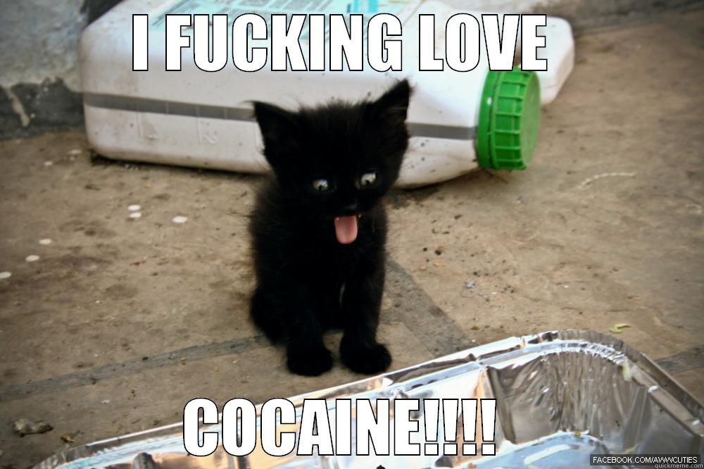 Gacked Out Kitteh  - I FUCKING LOVE  COCAINE!!!!  Misc