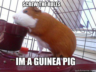 Screw The Rules Im A Guinea Pig   daisy dukes