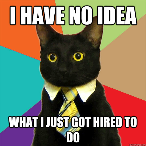 I have no idea what I just got hired to do  Business Cat