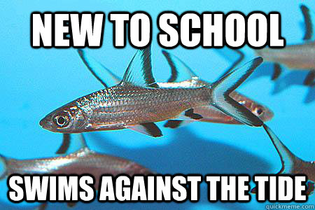 new to school swims against the tide - new to school swims against the tide  School of fish freshman