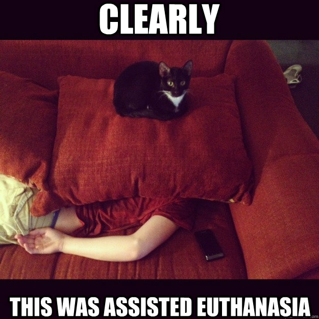 Clearly This was assisted euthanasia - Clearly This was assisted euthanasia  jealous cat