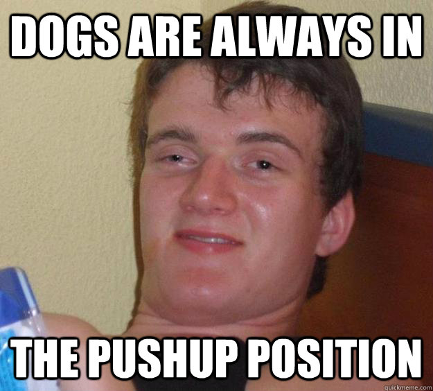 dogs are always in the pushup position - dogs are always in the pushup position  10 Guy