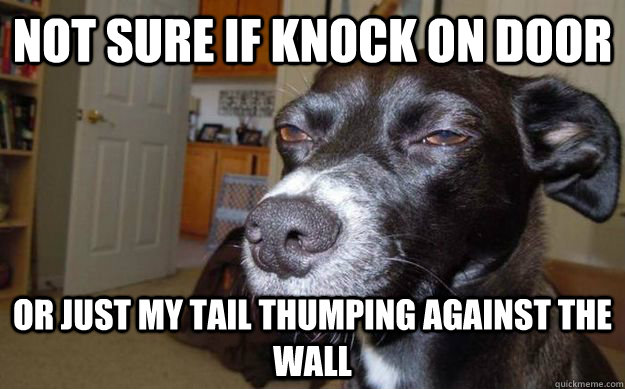 not sure if knock on door or just my tail thumping against the wall  Skeptical Mutt