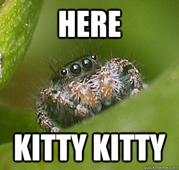 Here kitty kitty  Misunderstood Spider