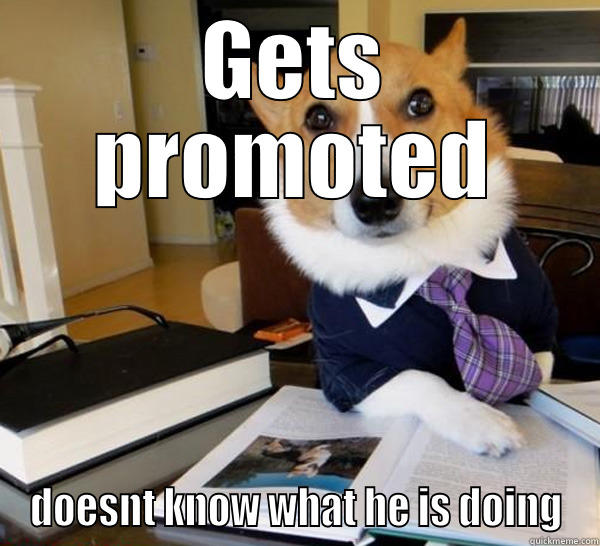 GETS PROMOTED DOESNT KNOW WHAT HE IS DOING Lawyer Dog