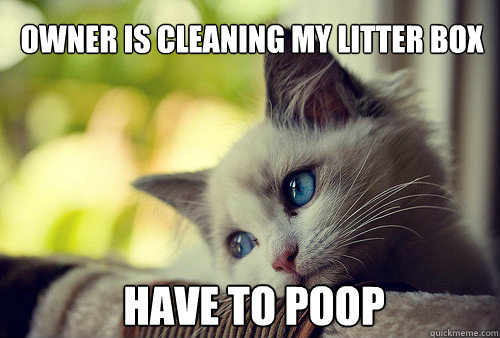 Owner is cleaning my litter box have to poop  First World Problems Cat