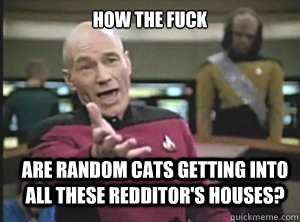 how the fuck ARE RANDOM CATS GETTING INTO ALL THESE REDDITOR'S HOUSES? - how the fuck ARE RANDOM CATS GETTING INTO ALL THESE REDDITOR'S HOUSES?  Annoyed Picard